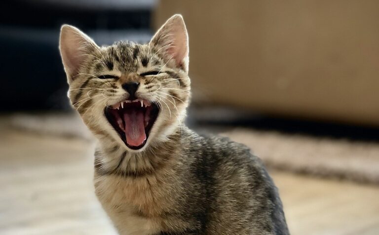 You Mean Well — But These 10 Things Would Make Your Cat So Much Happier