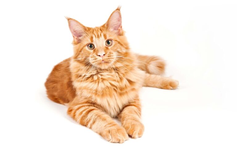 15 Signs Your Cat Secretly Doesn’t Love You Back