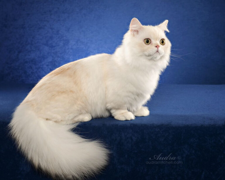 Meet the Cat Breed That Doesn’t Have Long Legs, Doesn’t Care, and Doesn’t Move Any Slower for It