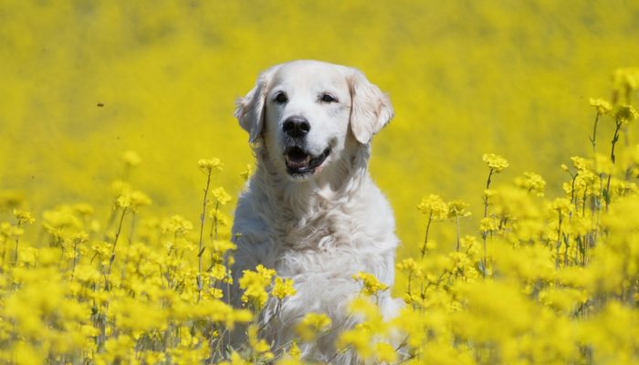 500 Polish Dog Names – Puppy Leaks