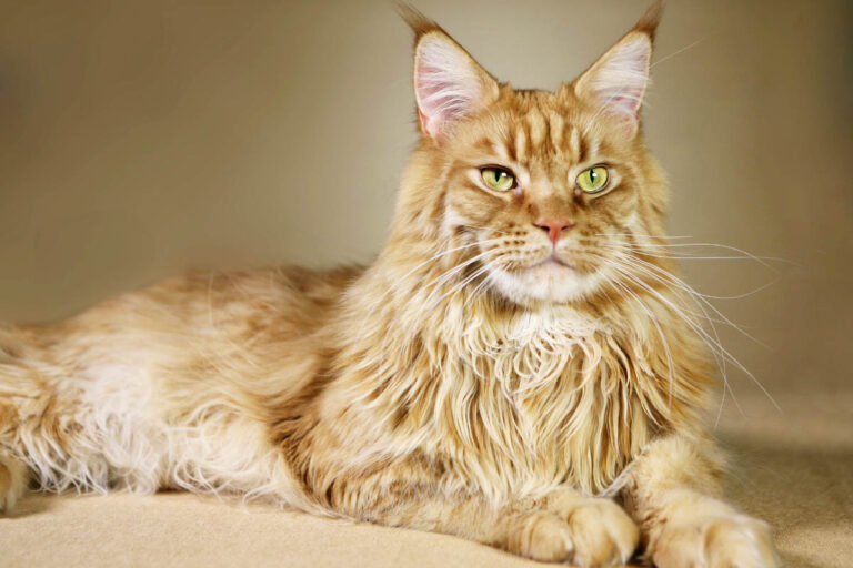 The Cat Breed That Gets Mistaken for a Small Dog — And a Raccoon, and a Tiger