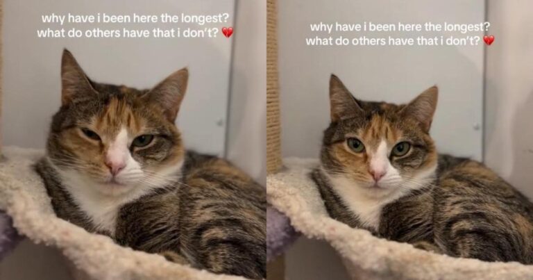 Rescue Cat Watches Every Visitor Pass Him by & Starts Wondering Why Nobody Chooses Her