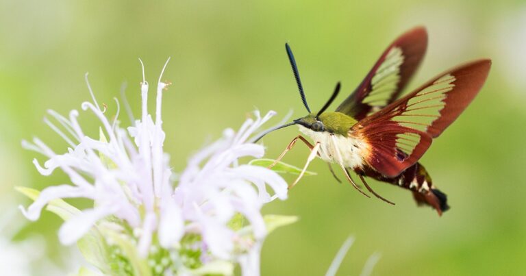 Double Take: Why Hummingbird Moths Look and Act Just Like Hummingbirds