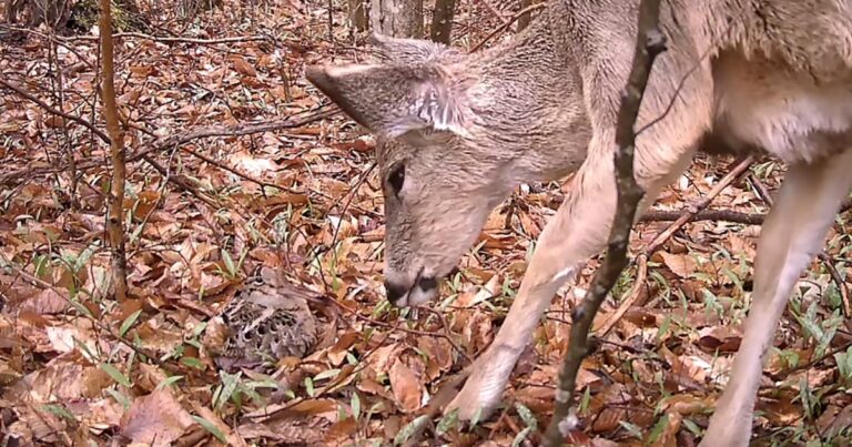 Rare Footage Shows Woodcock Hens Fending Off an Unlikely Nest Intruder: Deer