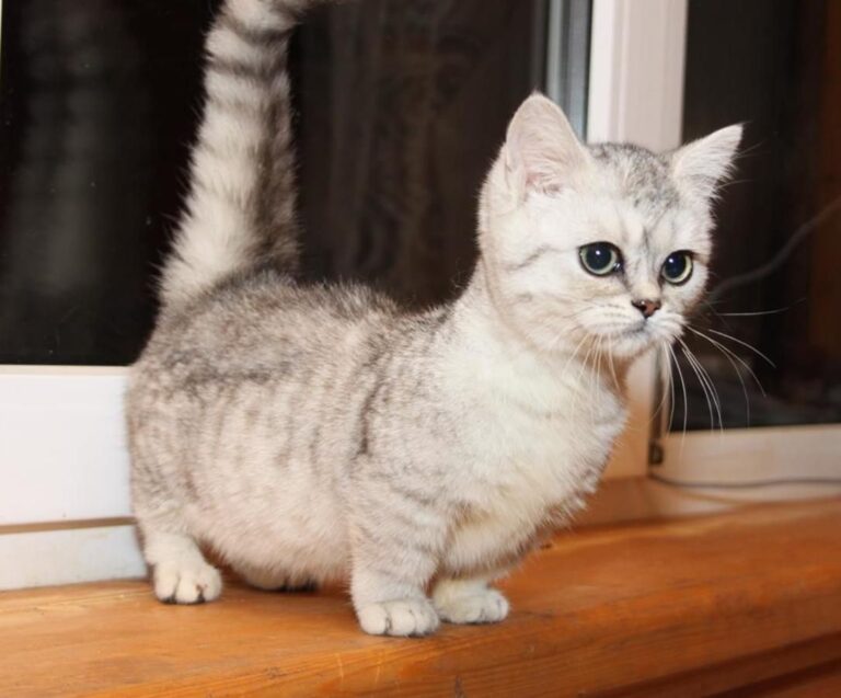 Meet the Cat That Doesn’t Have Pointed Ears, Doesn’t Stand Very Tall, and Doesn’t Know It’s Any Different