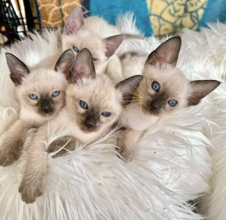 Meet the Cat That Doesn’t Stay Quiet, Doesn’t Like Being Ignored, and Doesn’t Keep the Coat It Was Born With