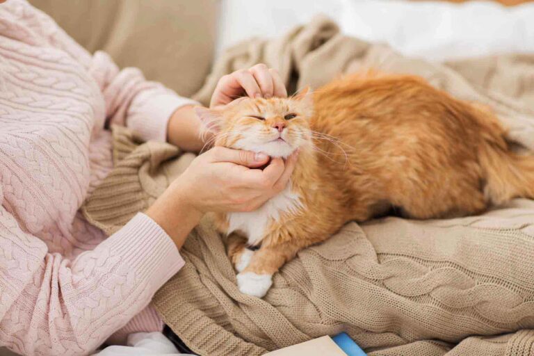 Every Cat Shows It Needs More Love in Its Own Quiet Way — Here Are 15 Signs
