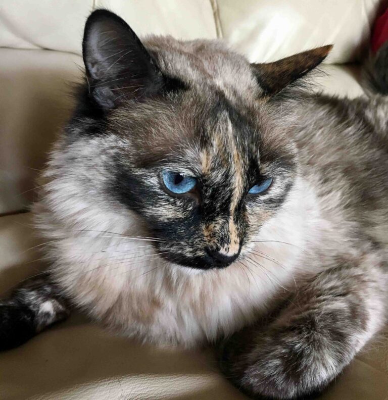 Meet the Cat That Doesn’t Stay Quiet, Doesn’t Hide Her Moods, and Doesn’t Let You Win an Argument
