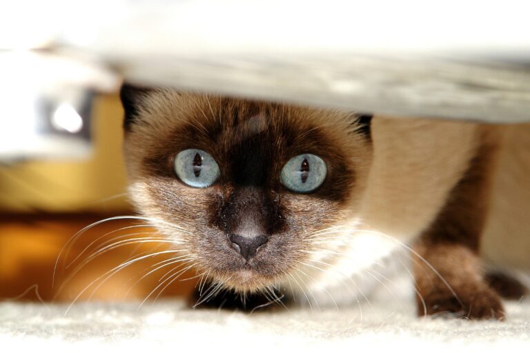 Meet All 17 Types of Siamese Cats (You’ve Probably Only Heard of One or Two)
