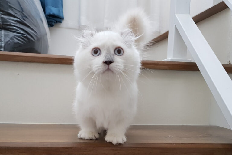 Meet the Breed That Doesn’t Have Long Legs, Doesn’t Have Straight Ears, and Doesn’t Ever Look Its Age