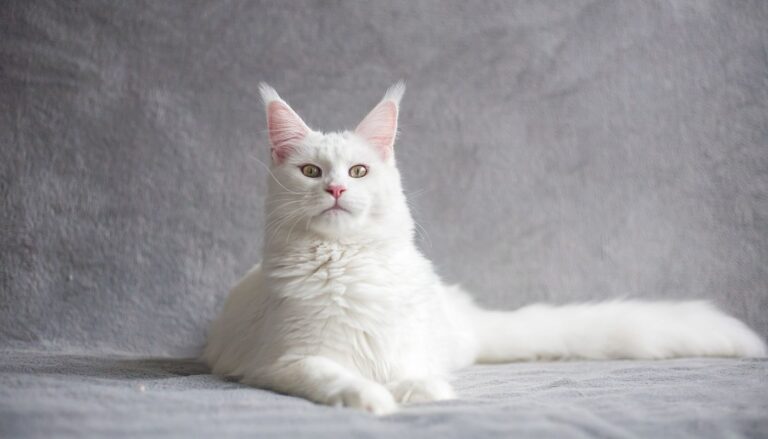 Meet the Cat That Doesn’t Fit in a Normal Carrier, Doesn’t Chirp Instead of Meow, and Doesn’t Know It’s Enormous