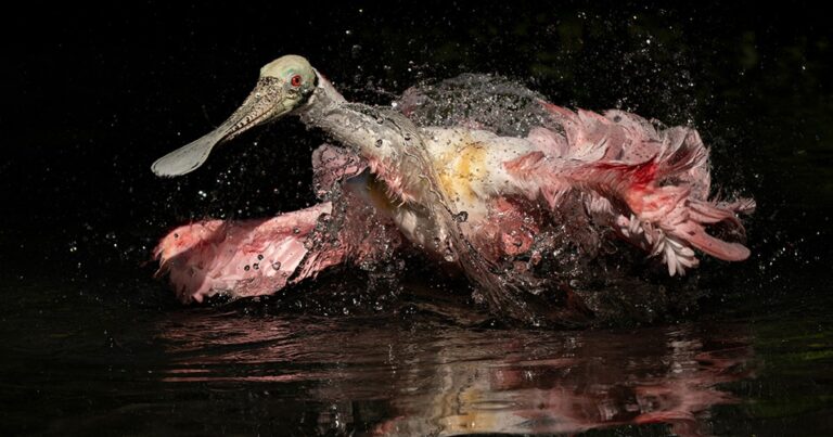 Audubon Florida Celebrates Sunshine State Winners in 2026 Audubon Photography Awards