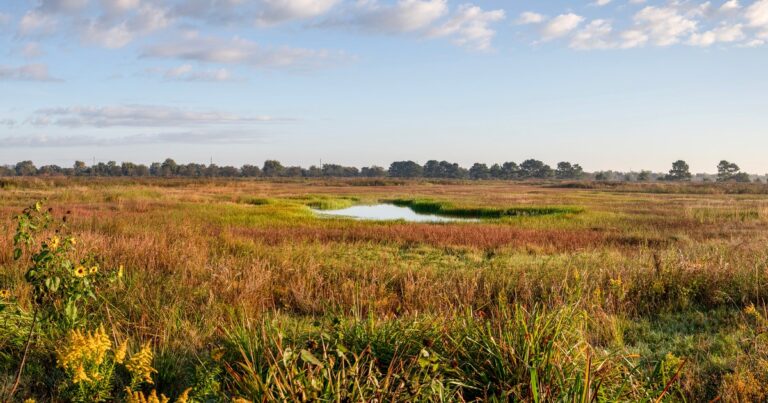 At Conservation Burial Grounds, People and Birds Find a Shared Sanctuary