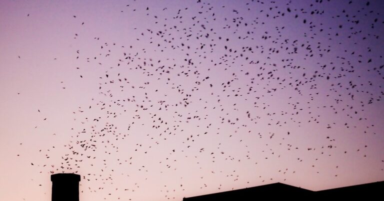 See Swirling Swifts This Fall