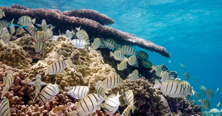 Marine National Monuments and Sanctuaries: Reminders of Our Shared Past and Connected Future
