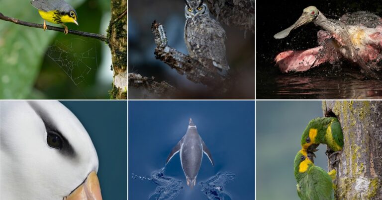 The 2026 Audubon Photography Awards: Winners