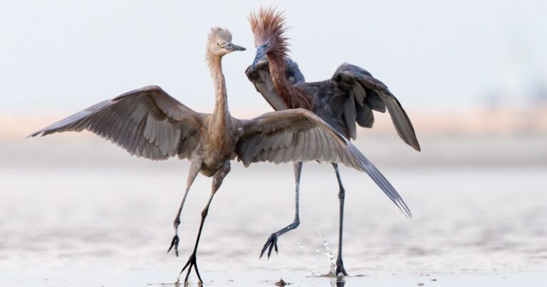 Audubon Texas Announces 2026 Texas Women in Conservation Honorees