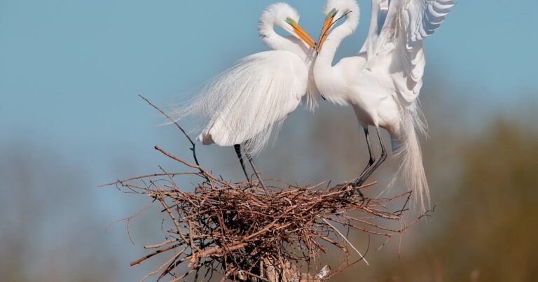 Who Will Shape the Next Decade of Conservation in Texas?