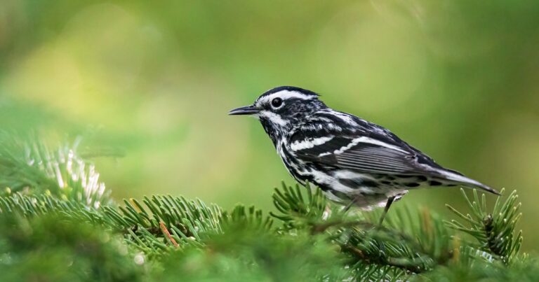 Black-and-White Birds of North America