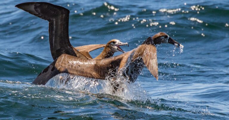 Visit These 4 Ports for Exceptional Pelagic Birding
