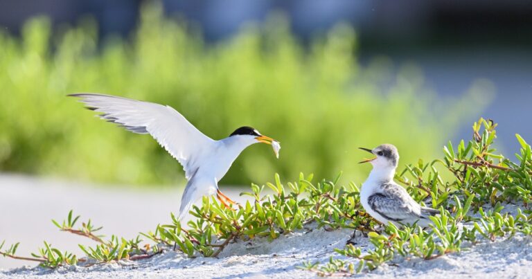 Audubon Champions Coastal Resilience Bills during National Estuaries Week