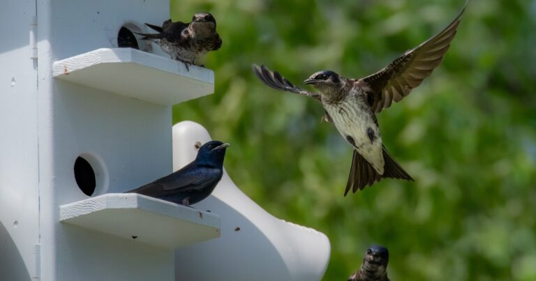 House Advances Three Bipartisan Bills Benefiting Birds and Communities