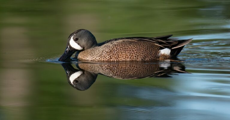 What Migratory Birds Tell Us About the Health of the Mississippi River