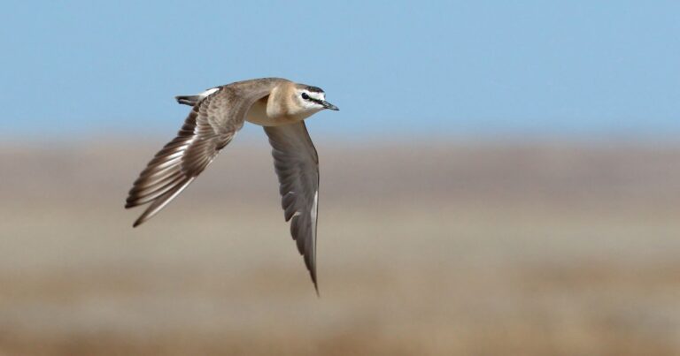 Brett Gray Ranch Attains Audubon Bird-Friendly Land Certification