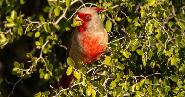 Plant This, Not That | Audubon
