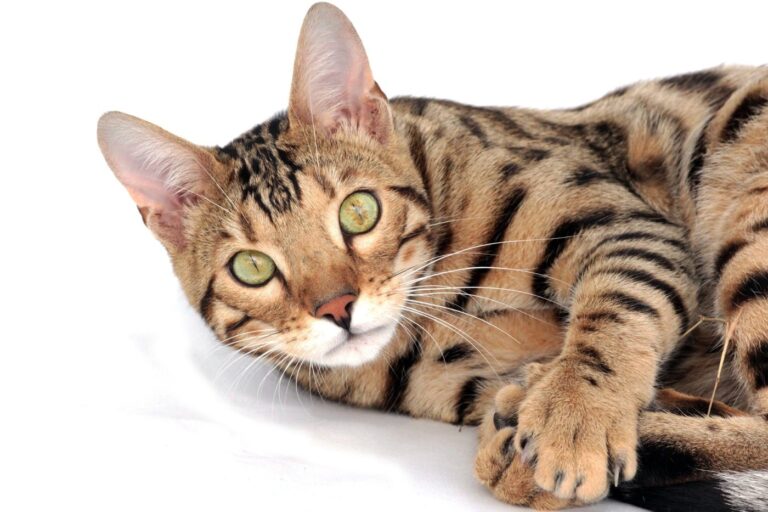 Meet the Two Wild-Looking Cat Breeds People Constantly Confuse — Only One Has Actual Wild Blood