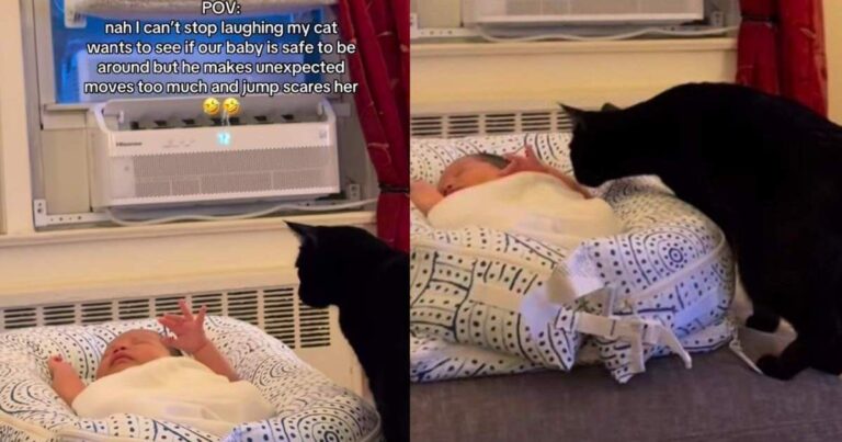 Cat Checks Out Baby & Gets a Jump Scare When the Tiny Human Suddenly Moves