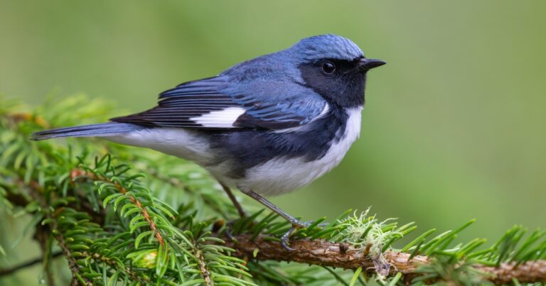 Act 181 and Criterion 8C: A New Mechanism to Maintain Forests and Habitat