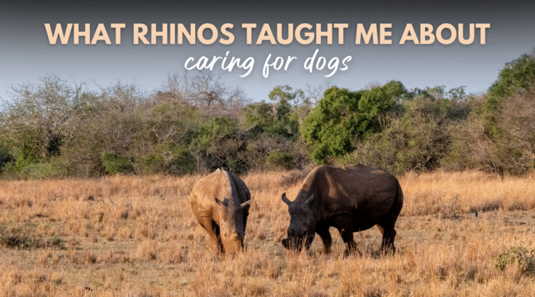 What Rhinos Taught Me About Caring for Dogs – Dr. Dobias International