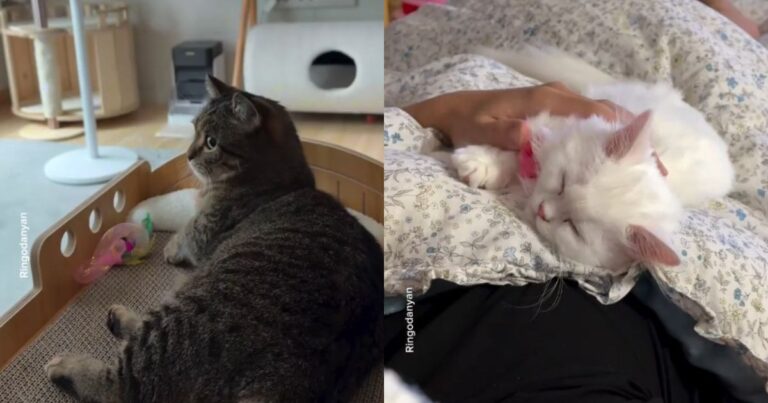 Dad With a Girl Cat Gets a Sweetheart, While His Boy Cat Keeps Him Humble