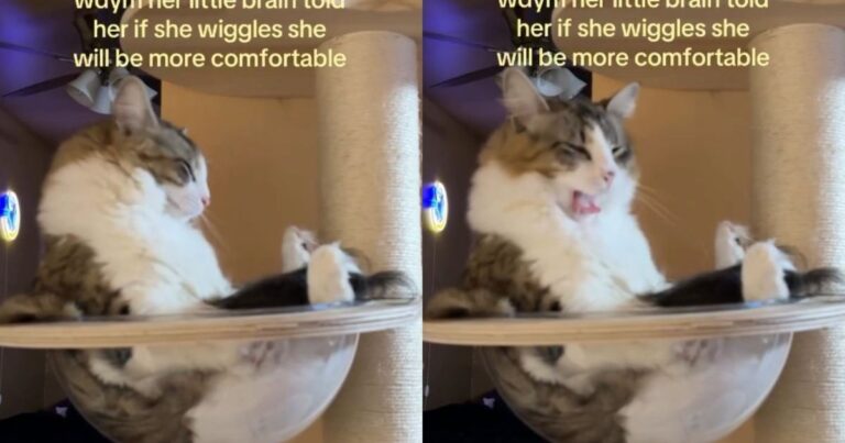 Cat Is Already Seated, but a Little Wiggle Makes Everything Better