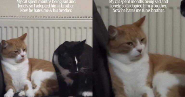 Owner Gets Lonely Cat a Brother, Only to Discover He’d Rather Be Alone