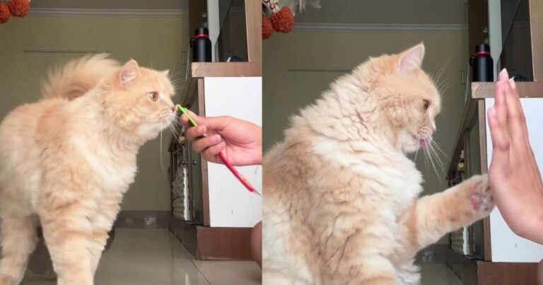 Owner Trained Her Cat To Do 5 Tricks Dogs Usually Get Credit For