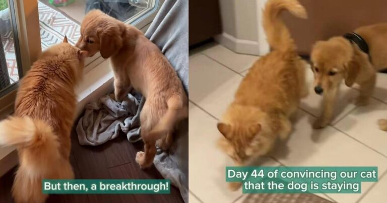 Cat Rubs Her Cheeks on Golden Retriever Puppy, Giving Him Hope, Then Changes Her Mind