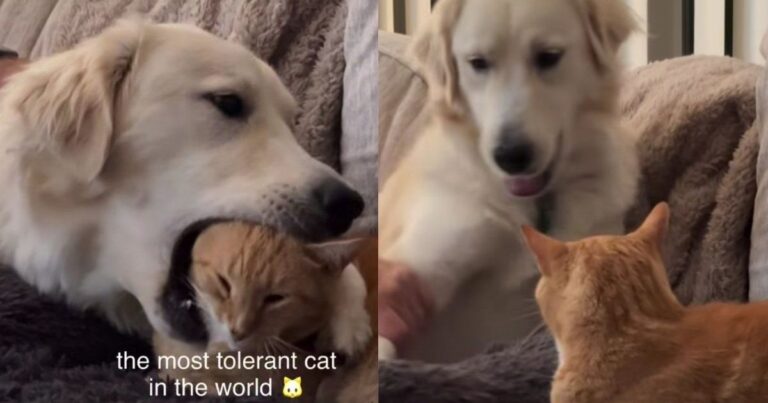 Cat Lets Big Dog Cuddle Her on the Couch Until She Has Finally Had Enough