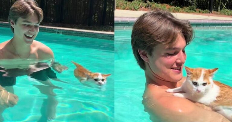 Owner Tries Getting Kitten Used To Water, but He’s Soon Leading the Swimming Lesson