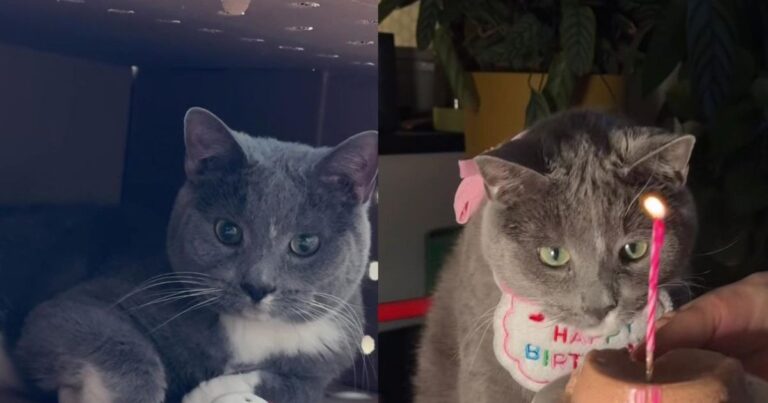 Deaf Rescue Cat Finds Comfort After His Owner’s Death & His New Life Is So Full of Love