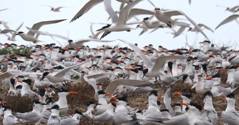 New Tracking Data Uncovers Sandwich Tern Migration Mysteries