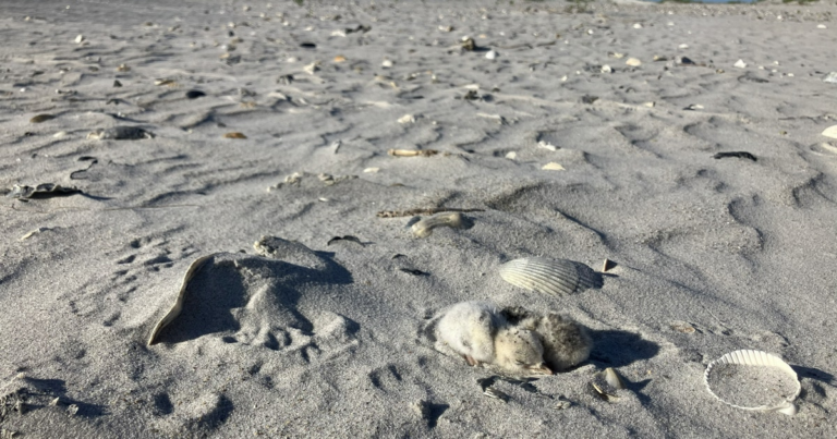 Terns, Skimmers Thrive on Recently Conserved Island in North Carolina