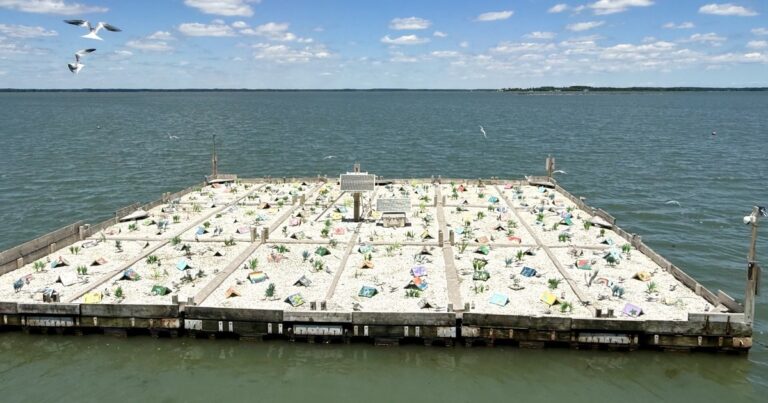 How an Artificial Island Led to the Rebound of a Declining Waterbird in Maryland