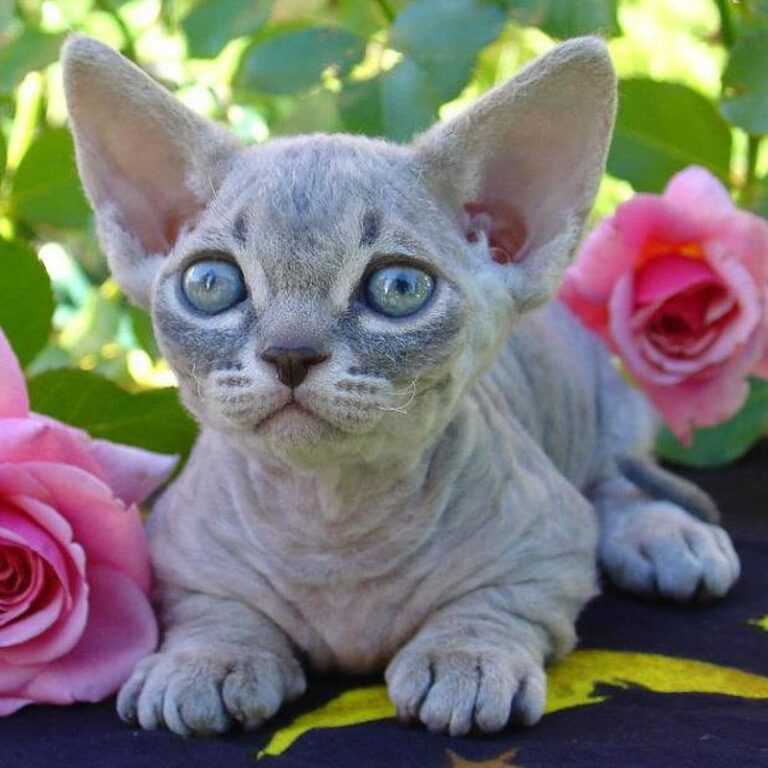 Meet the Cat With Legs Built for a Kitten, Skin Built for the Beach, and a Size That Never Changes