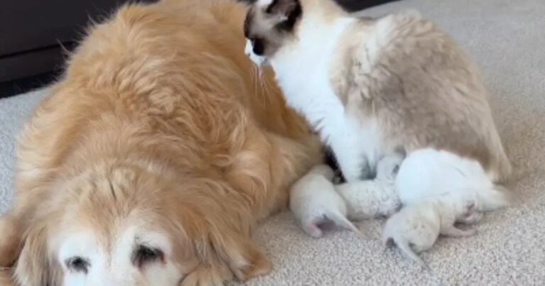Mama Cat Snuggles up to Golden Retriever Like It’s the Safest Place To Feed Her Babies