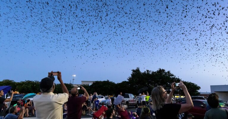 Across the South, Purple Martin Parties Are the Hottest Ticket in Town