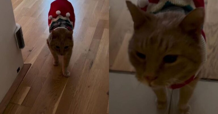 Rescue Cat Gets Ready for Snow & Immediately Looks Like a Tiny Mountain Guide