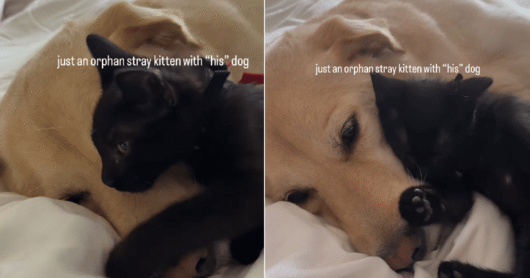 Orphan Stray Kitten Clings to Rescue Dog, Snuggles up Like He’s Finally Found a Safe Place