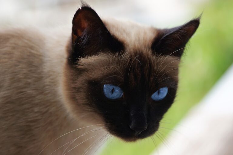 Meet the Cat Whose Face, Ears, and Tail Are a Completely Different Color Than the Rest of It